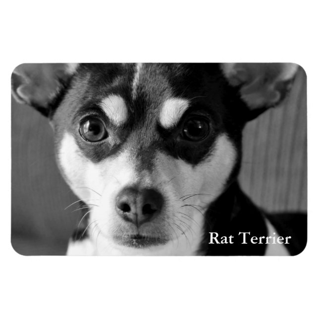 Rat Terrier, Black & White, Magnet (Horizontal)