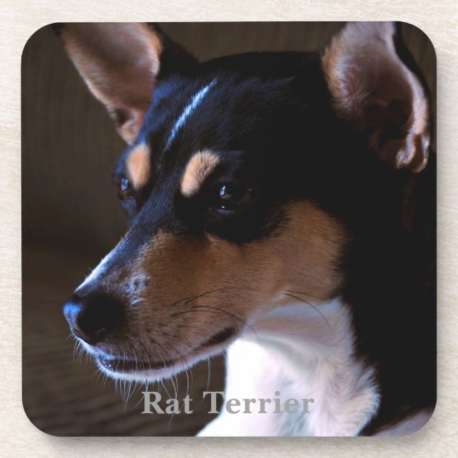 Rat Terrier Coaster (Front)