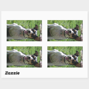 rat terrier cute sitting rectangular sticker