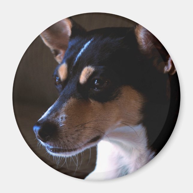 Rat Terrier Magnet 2, Colour, Round 3 Inches (Front)
