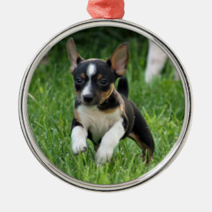 Rat terrier Ornament