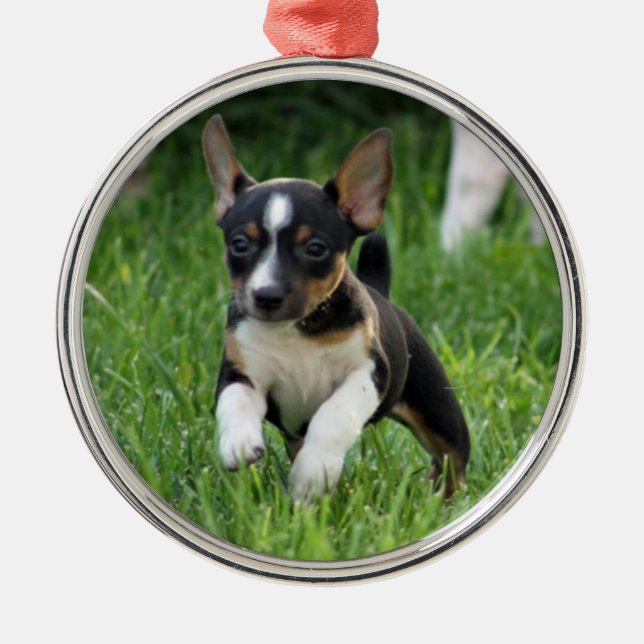 Rat terrier Ornament (Front)