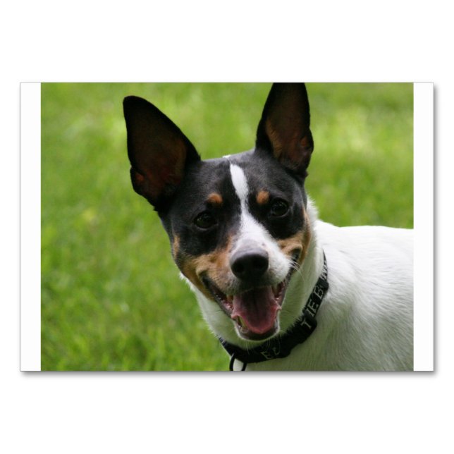 rat terrier.png table number (Front)