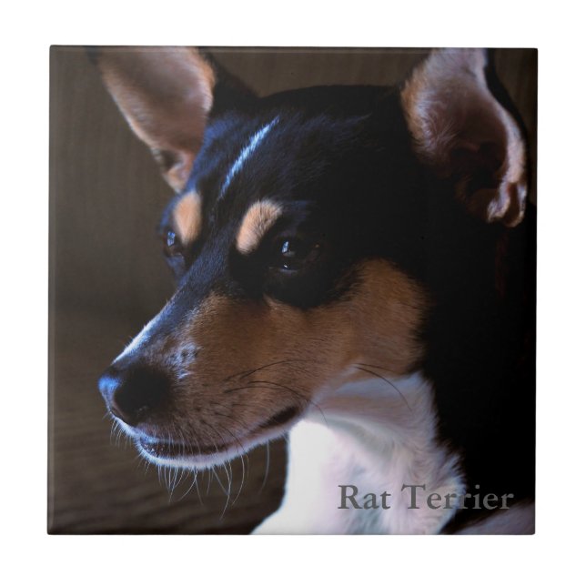 Rat Terrier Tile (Front)