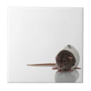 Rat Tile
