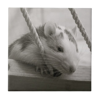 Rat Tile