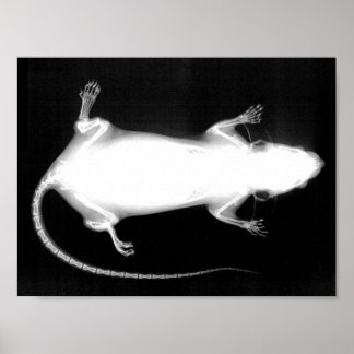 rat x-ray poster