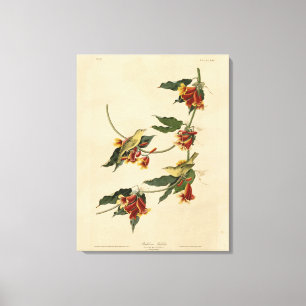Rathbone (Yellow) Warbler Audubon Birds of America Canvas Print