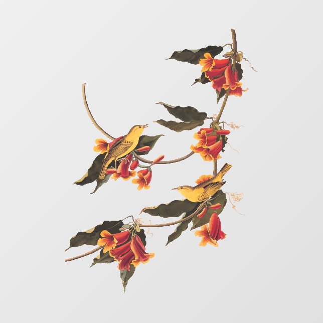 Rathbone's Warbler Song Bird on Crossvine (Sheet)