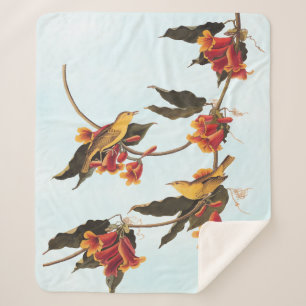 Rathbone's Warbler Song Bird on Crossvine Fleece B Sherpa Blanket