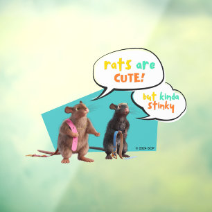 Rats Are Cute But Kinda Stinky