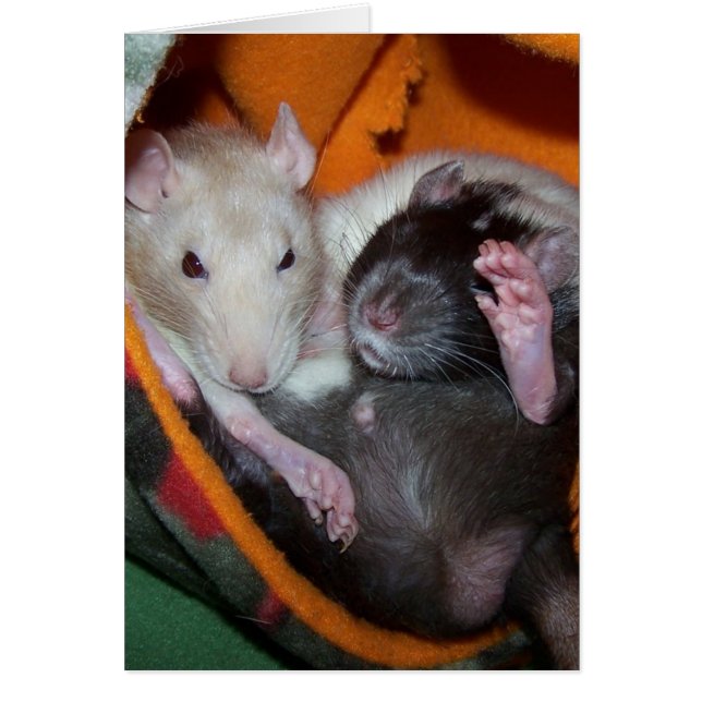 Rats Are Good For Pillows (Front)