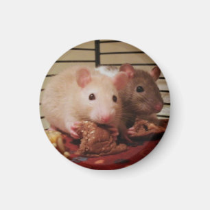 Rats eating peanut butter sandwiches magnet