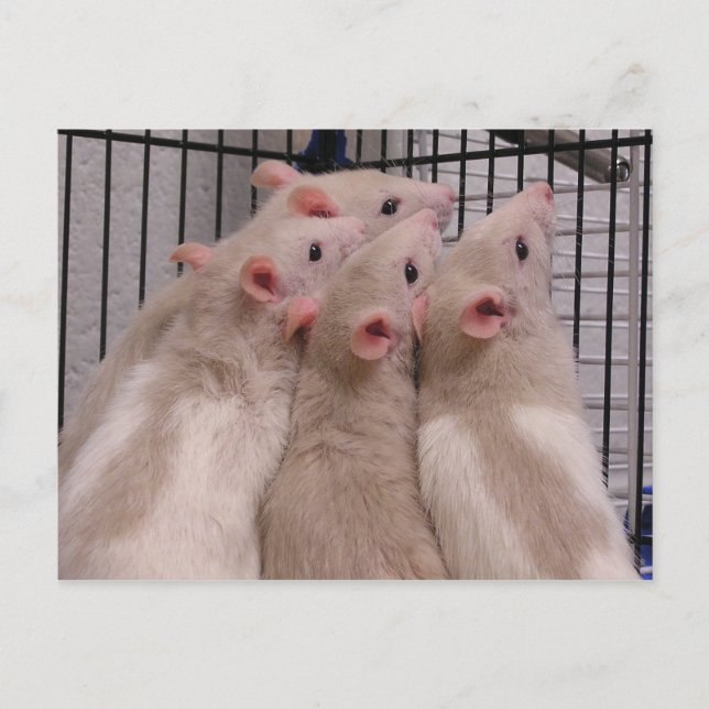 Rats Postcard (Front)