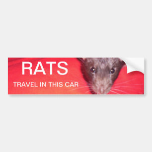 rats travel bumper sticker