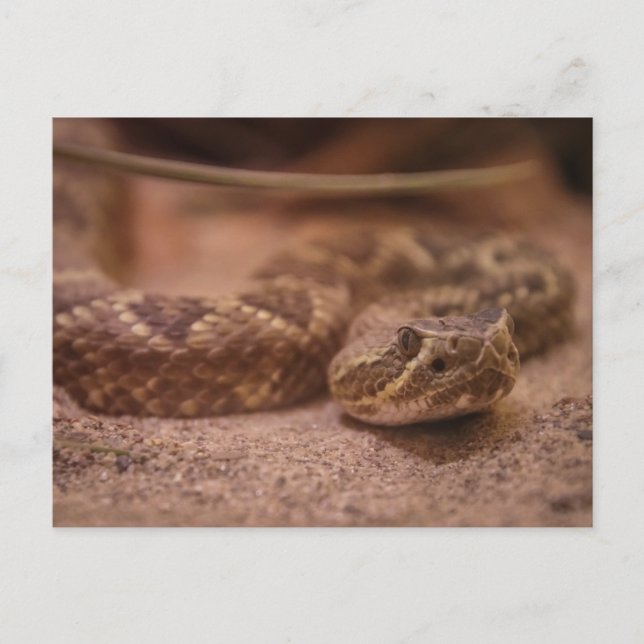 Rattle Postcard (Front)