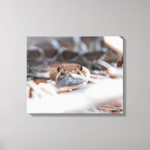 Rattle Snake Canvas Print