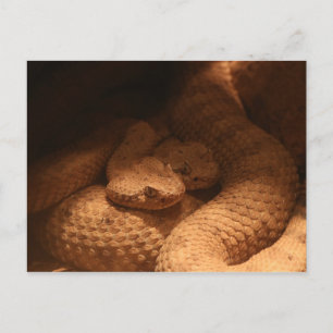 Rattle Snakes Postcard