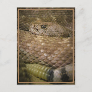 rattler postcard