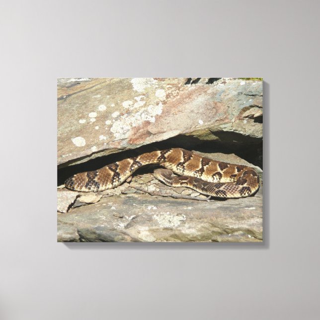 Rattlesnake at Shenandoah National Park Canvas Print (Front)