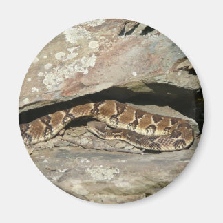 Rattlesnake at Shenandoah National Park Magnet