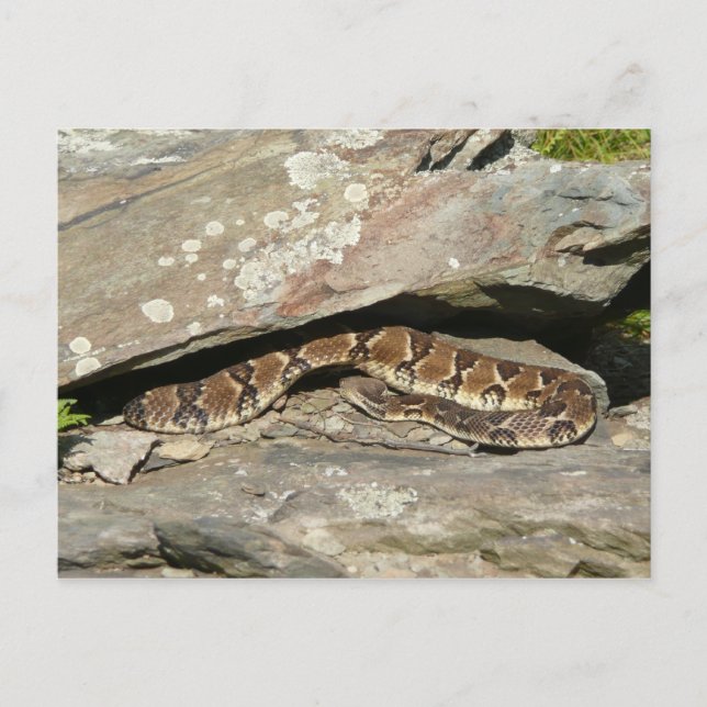Rattlesnake at Shenandoah National Park Postcard (Front)