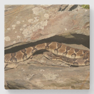 Rattlesnake at Shenandoah National Park Stone Coaster
