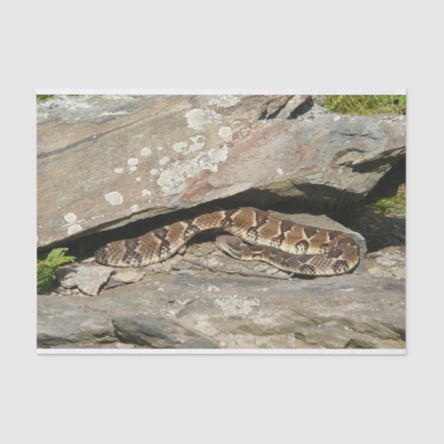 Rattlesnake at Shenandoah National Park Tissue Paper (Front)