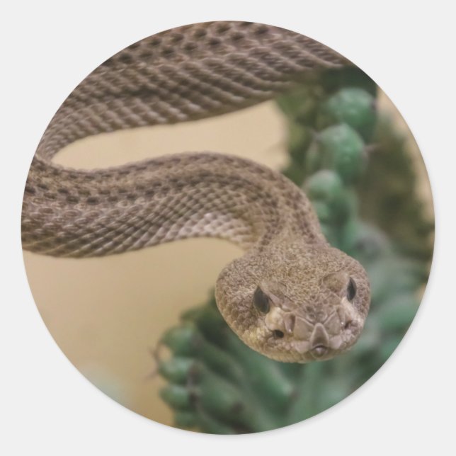 rattlesnake classic round sticker (Front)