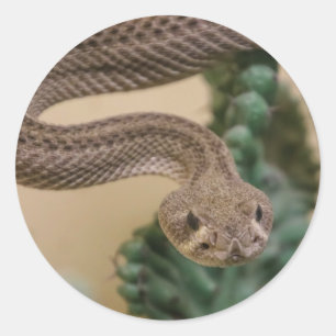 rattlesnake classic round sticker