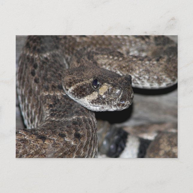 Rattlesnake Close-up Shot. Postcard (Front)