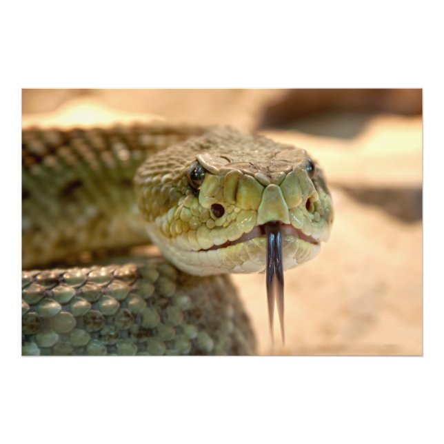 Rattlesnake Closeup Photo Print (Front)