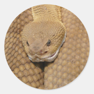 Rattlesnake Head Classic Round Sticker