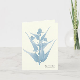 Rattlesnake Master Prairie Plant Note Card