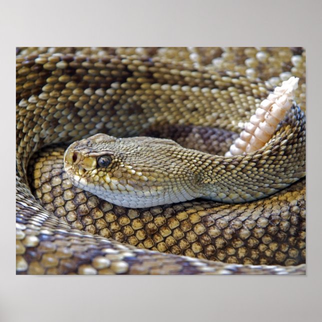 Rattlesnake photo poster (Front)