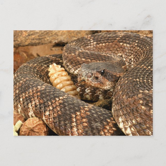 Rattlesnake. Postcard (Front)