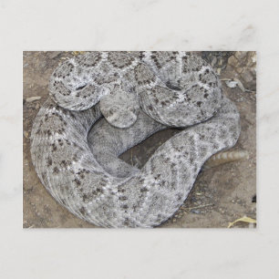 Rattlesnake Postcard