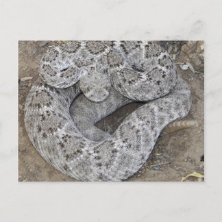 Rattlesnake Postcard