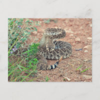 Rattlesnake