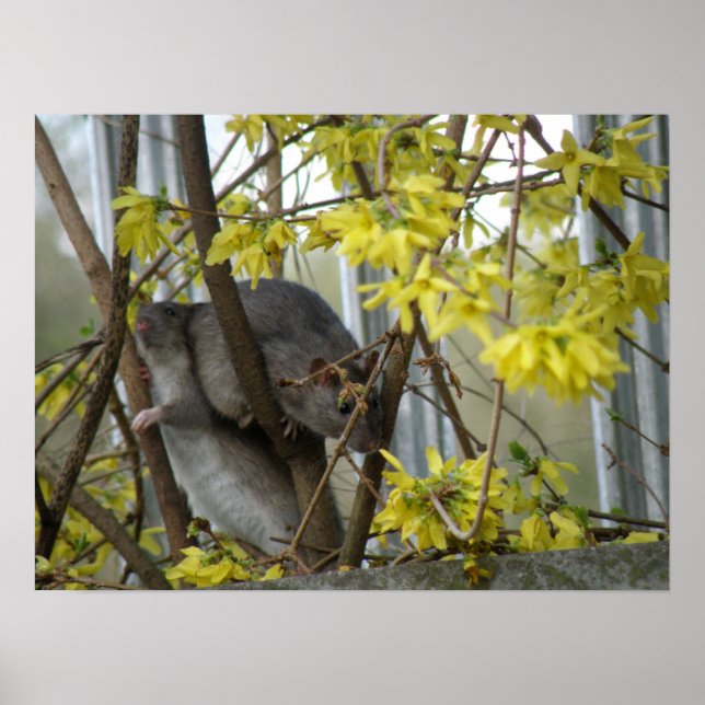 Ratty Cuddles Print (Front)