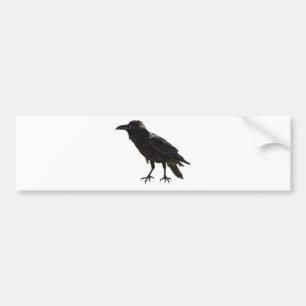 Raven Bumper Sticker