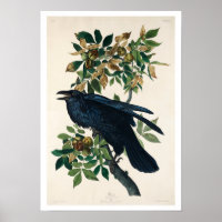 Raven by Audubon Poster