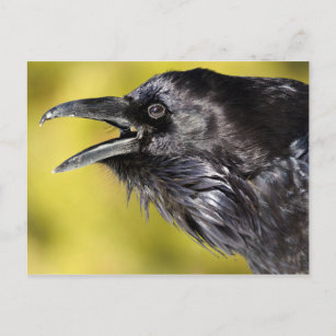 Raven Calling Postcard