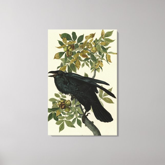 Raven (Common Raven) from Audubon Birds of America Canvas Print (Front)