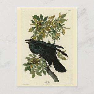 Raven (Common Raven) from Audubon Birds of America Postcard