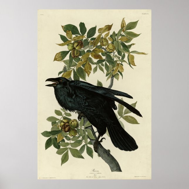 Raven (Common Raven) from Audubon Birds of America Poster (Front)
