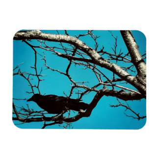 Raven Crow Black Bird Silver Tree Blue Sky Photo Magnet