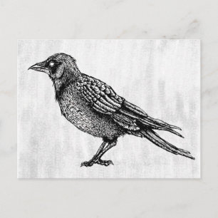 Raven Gothic Black And White Horror Ink Drawing Postcard