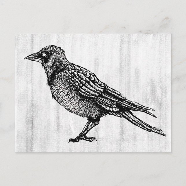 Raven Gothic Black And White Horror Ink Drawing Postcard (Front)