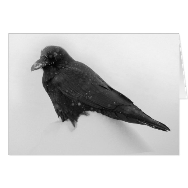 Raven in Snow Card (Front Horizontal)